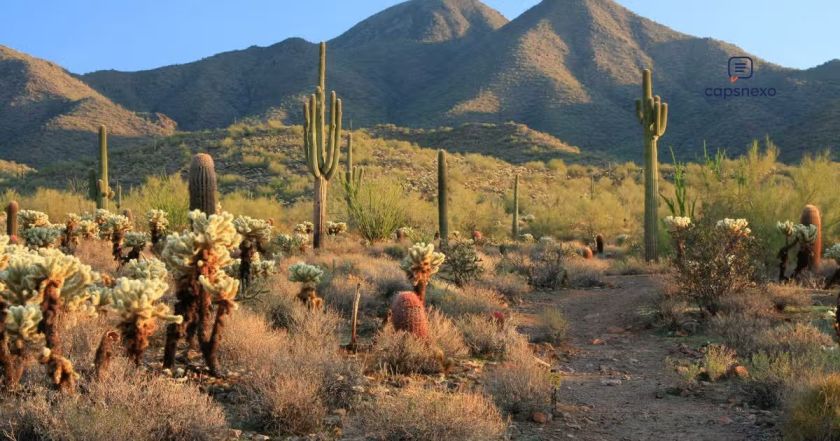 Funny Arizona Captions