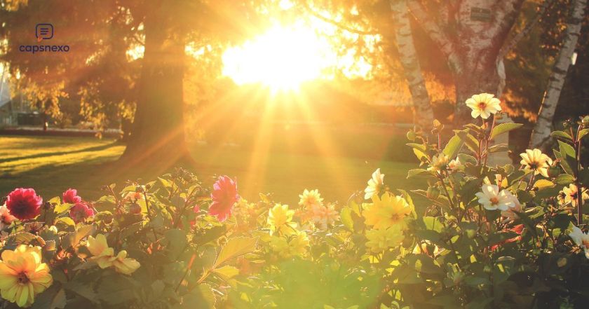 🌿 Sun-Kissed Captions For Nature Photos