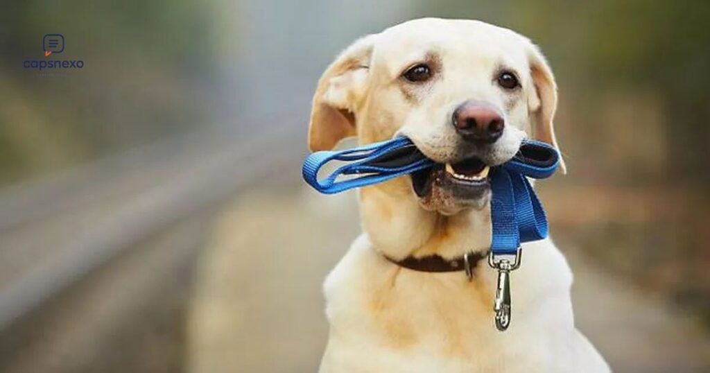 🐶 Dog Loyalty Captions For Instagram ❤️